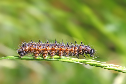 Identificazione bruco